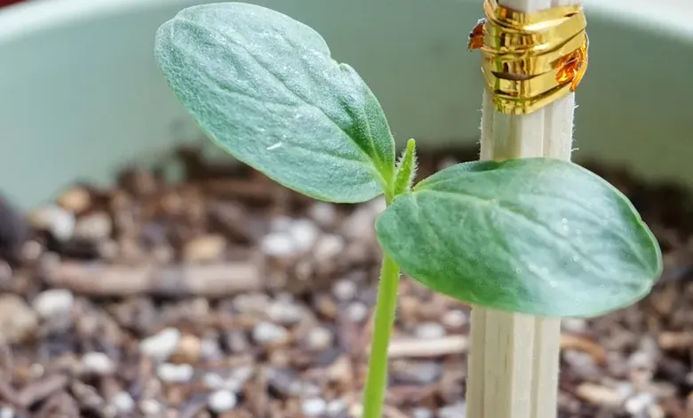 tech solutions and support
