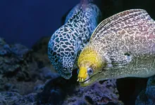 eel behavior at morning