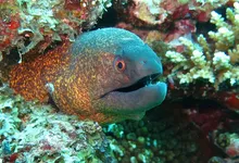 eel result update today