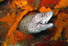 raffle eel information guide