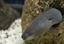 eel results and predictions