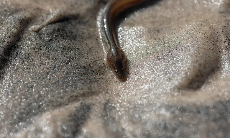 eel result update today