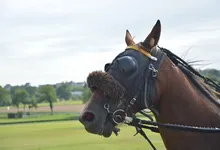 Xander Budnick Net Wort